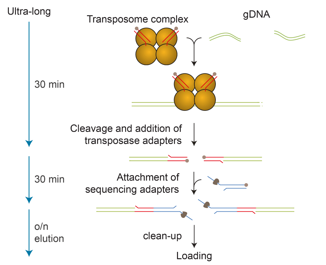 Figure 3. Schematic for SQK-ULK001 kit-based adaptation of high-molecular weight DNA.