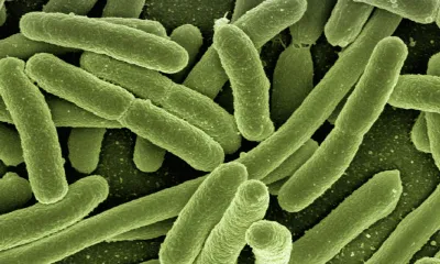 Characterisation of a marine bacteria through a novel metabologenomics approach