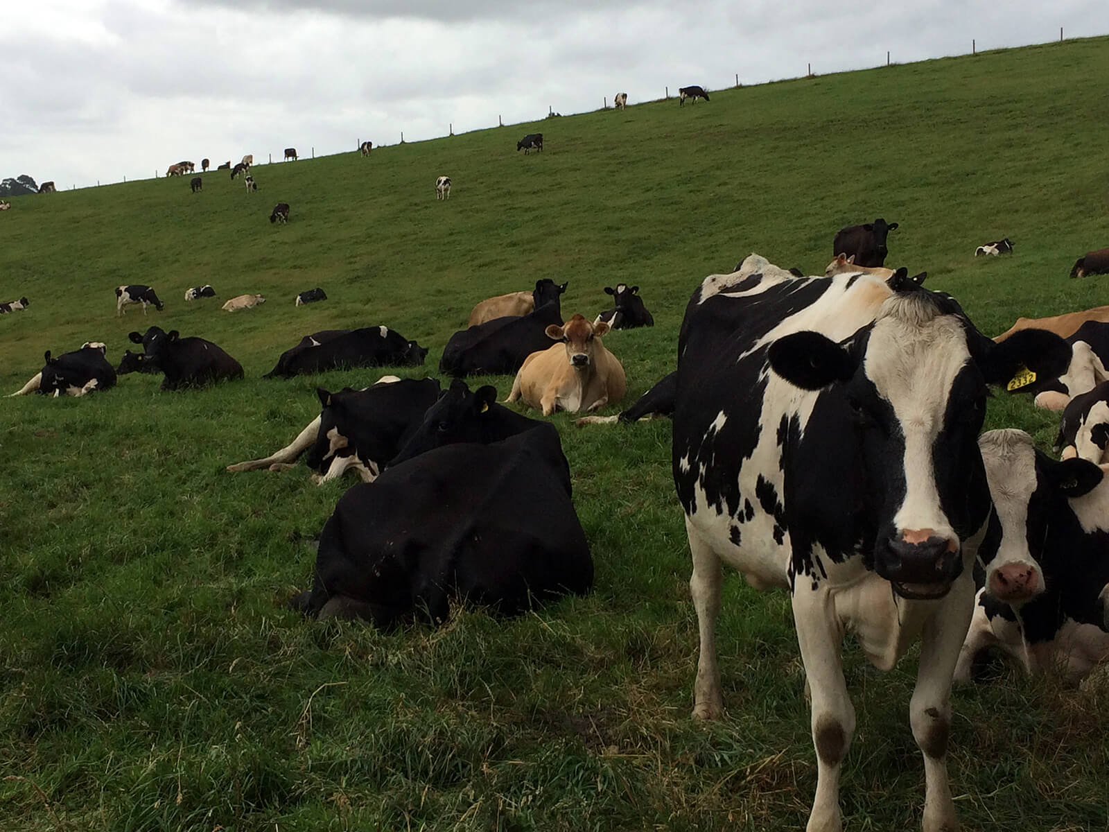 Cows in a field
