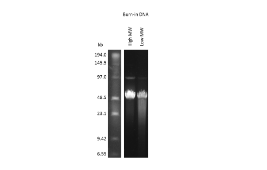 DNA gel
