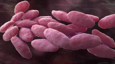 The rapid detection of a neonatal unit outbreak of a wild-type *Klebsiella variicola* using decentralised Oxford Nanopore sequencing