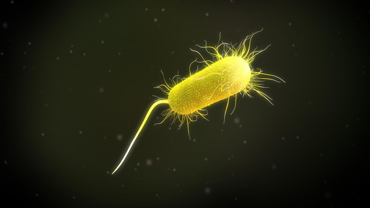 Tn4661-mediated transfer of bla CTX-M-15 from Klebsiella michiganensis to an outbreak clone of Pseudomonas aeruginosa