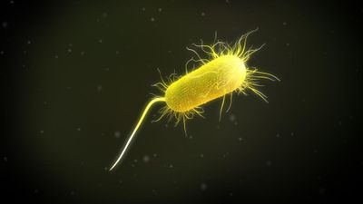 Tn*4661*-mediated transfer of *bla*<sub>CTX-M-15</sub> from *Klebsiella michiganensis* to an outbreak clone of *Pseudomonas aeruginosa*