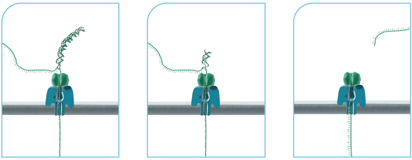 Strand sequencing