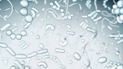 bacteria