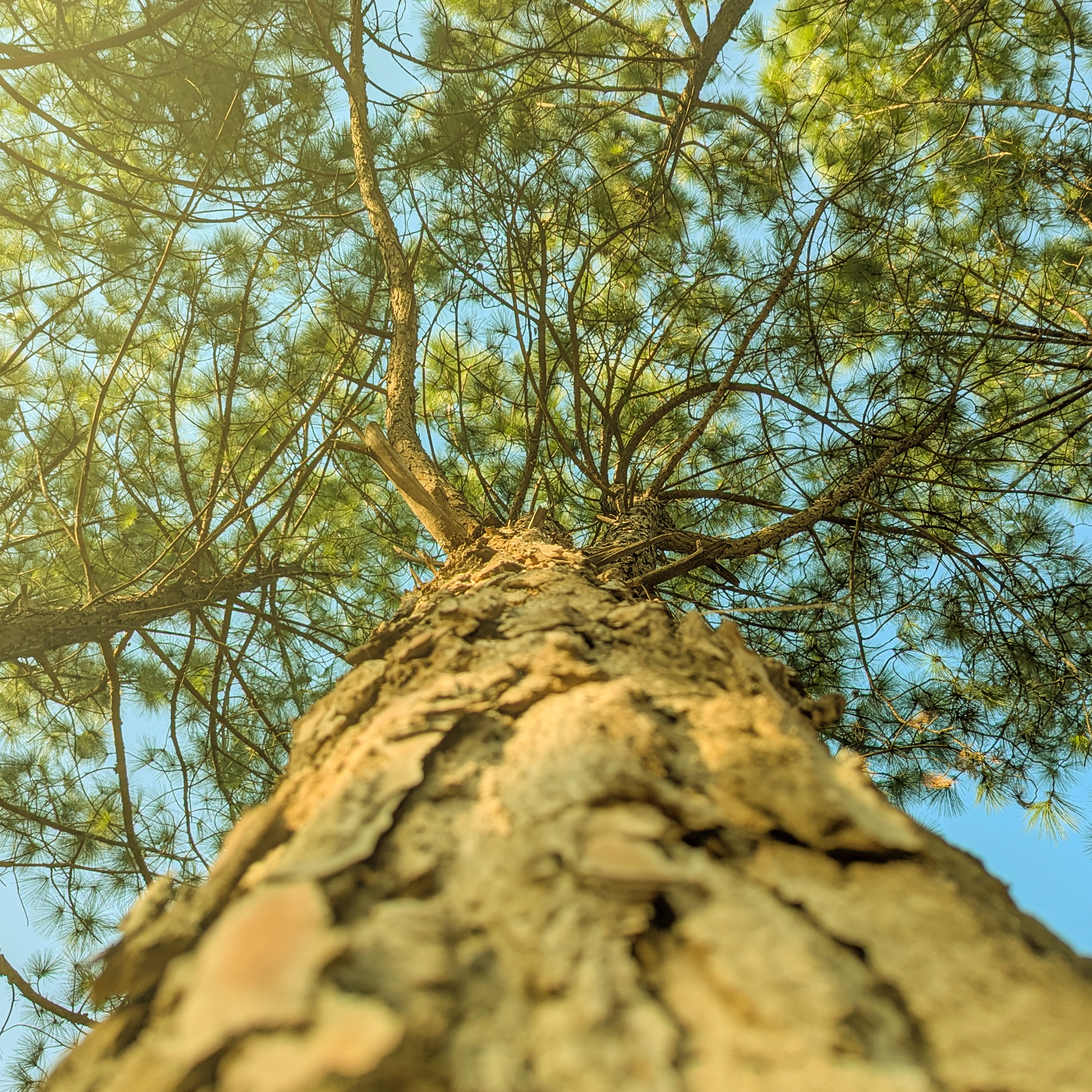 Longleaf pine