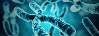 blue chromosomes