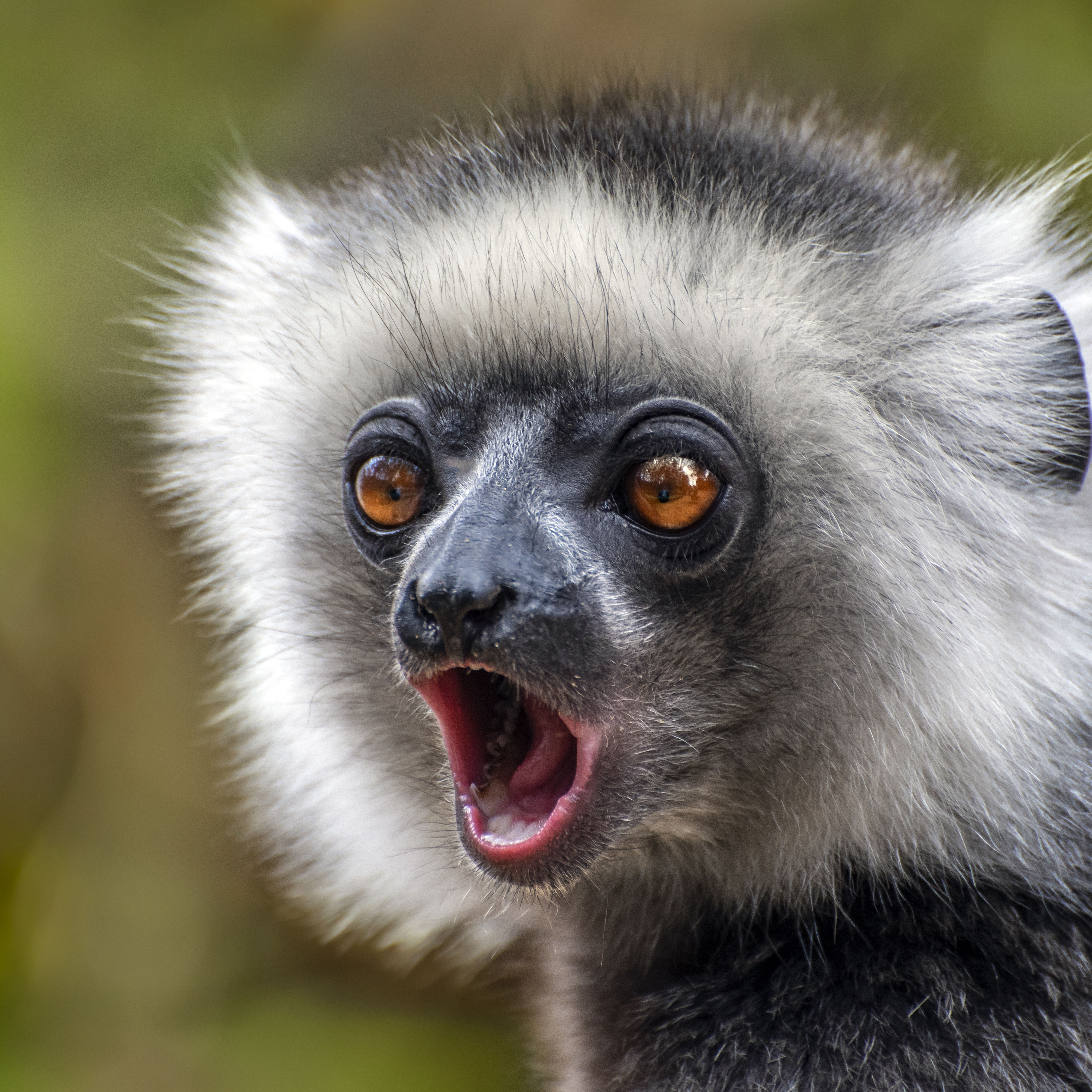 Image of Lemur face with mouth open in surprise