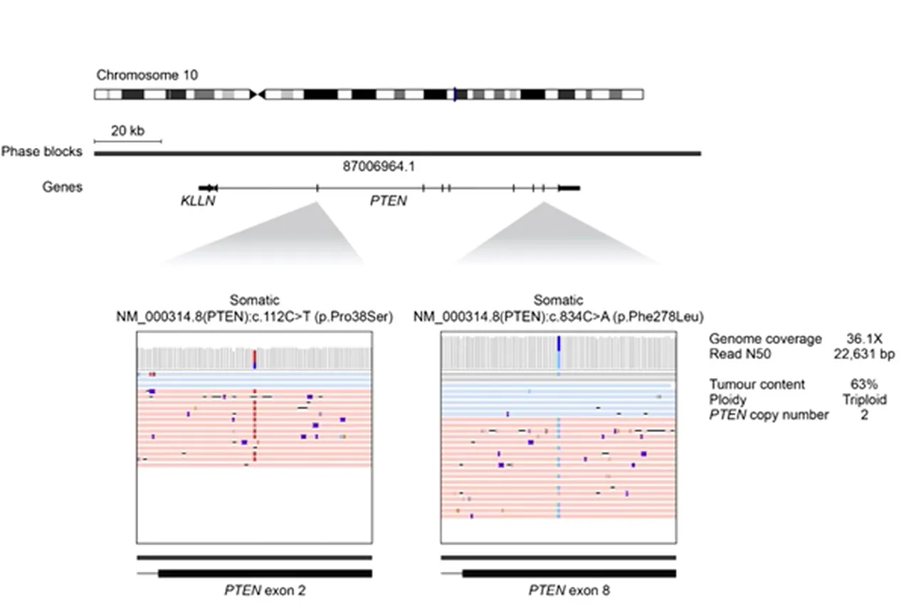 Graph illustrating phased somatic variants in the PTEN gene