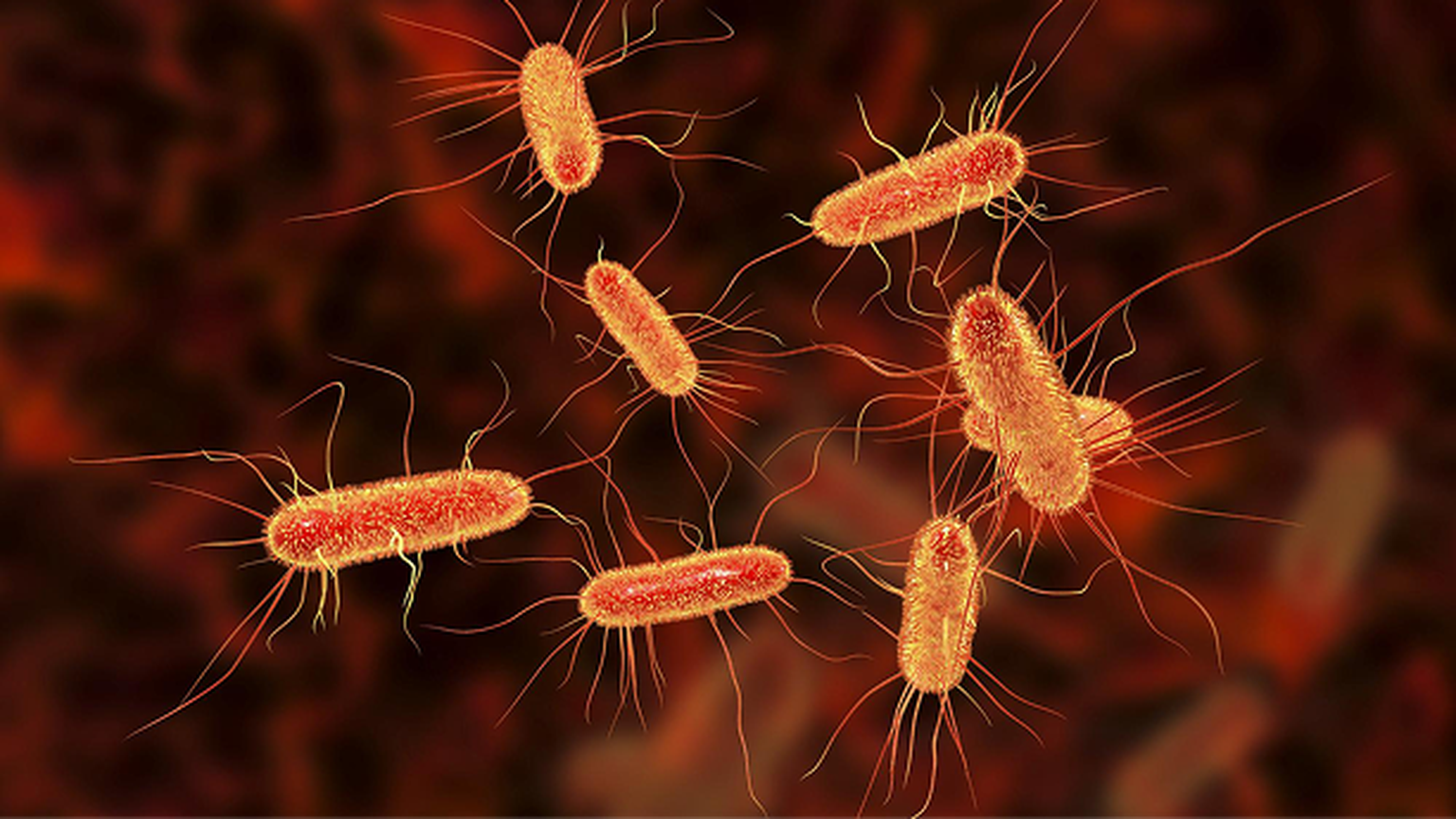 Improving local diagnostic capacity for microbiological identification and antimicrobial resistance gene detection in Northern Nigeria using nanopore