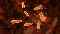 Performance and practicality of 16S nanopore sequencing for routine bacterial identification in clinical samples