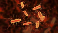 Performance and practicality of 16S nanopore sequencing for routine bacterial identification in clinical samples