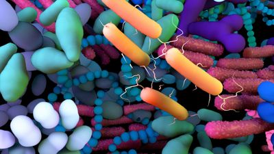 Human milk microbiota across lactation stages and free glutamate concentrations in healthy Ecuadorian women