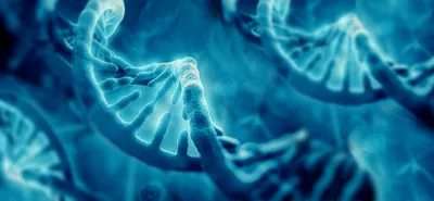 DNA molecule