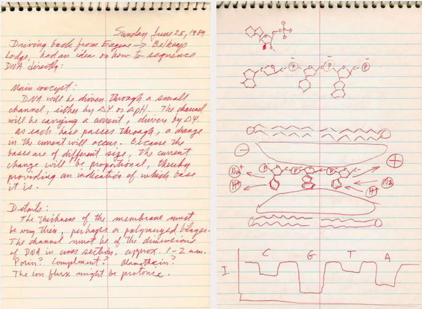 Professor David Deamer notebook, June 1989