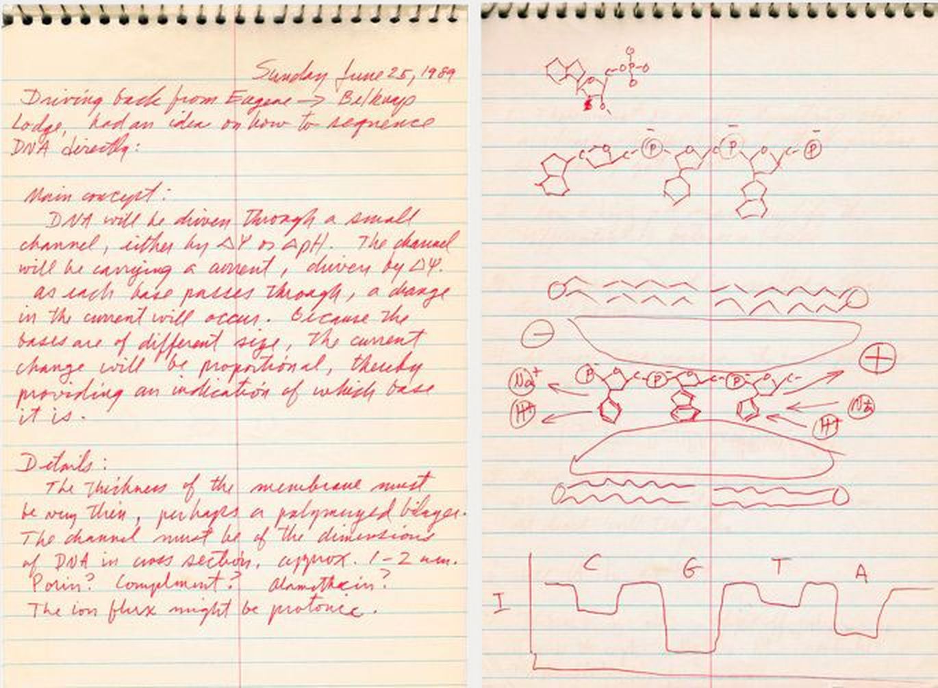Professor David Deamer notebook, June 1989