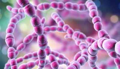Streptococcus