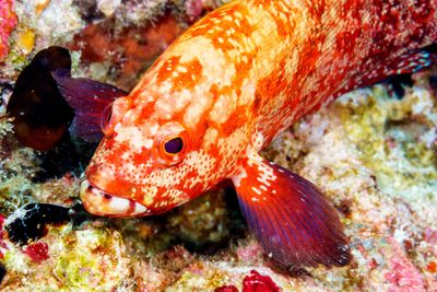 Red spotted grouper floating over rocks