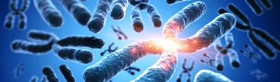 Nanopore sequencing reveals conservation of chromosome end-specific telomere lengths