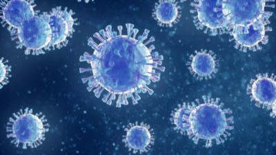 Blue hepatitis virus