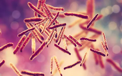 Mycobacterium tuberculosis