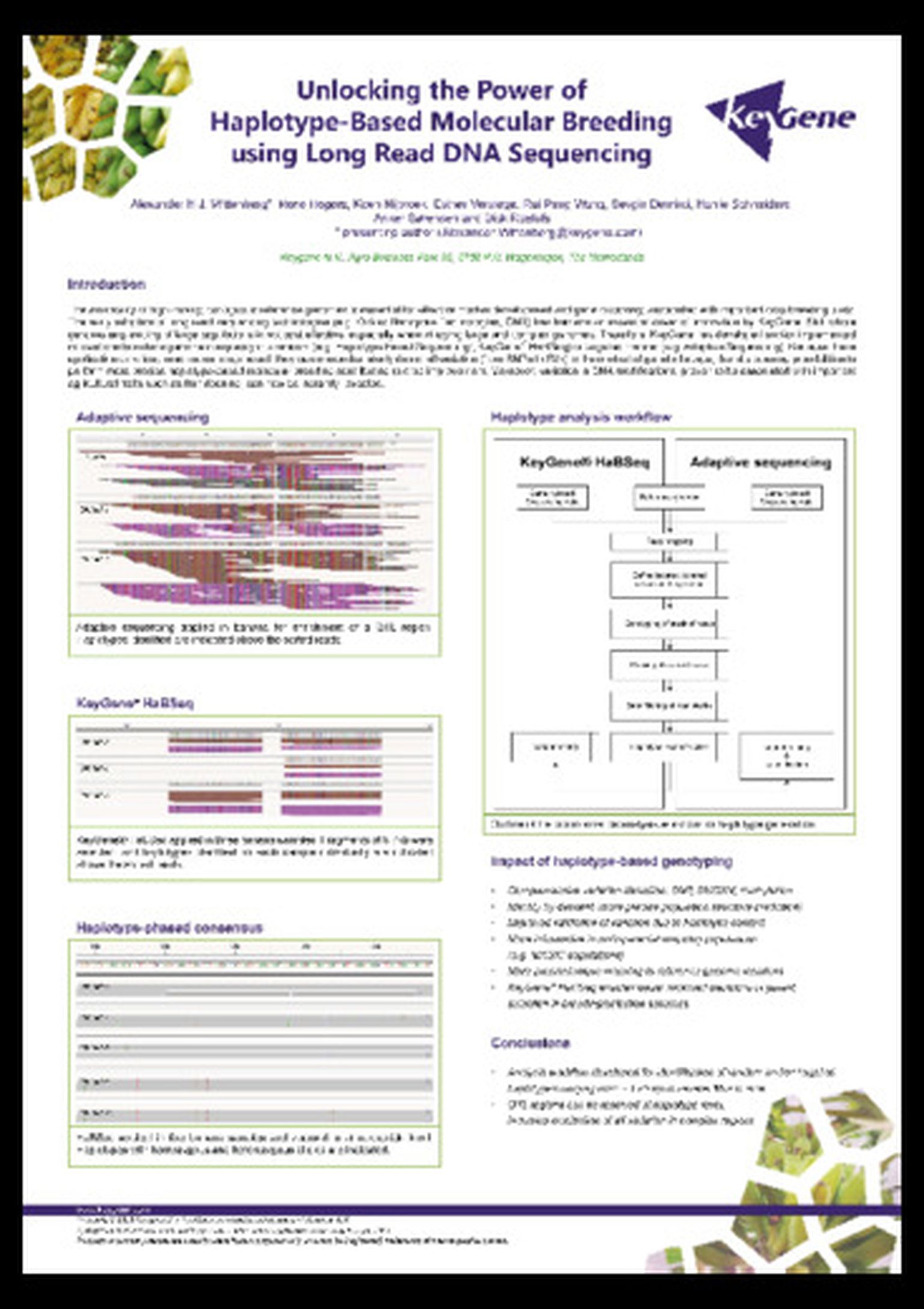Unlocking the power of haplotype-based molecular breeding using long read DNA sequencing
