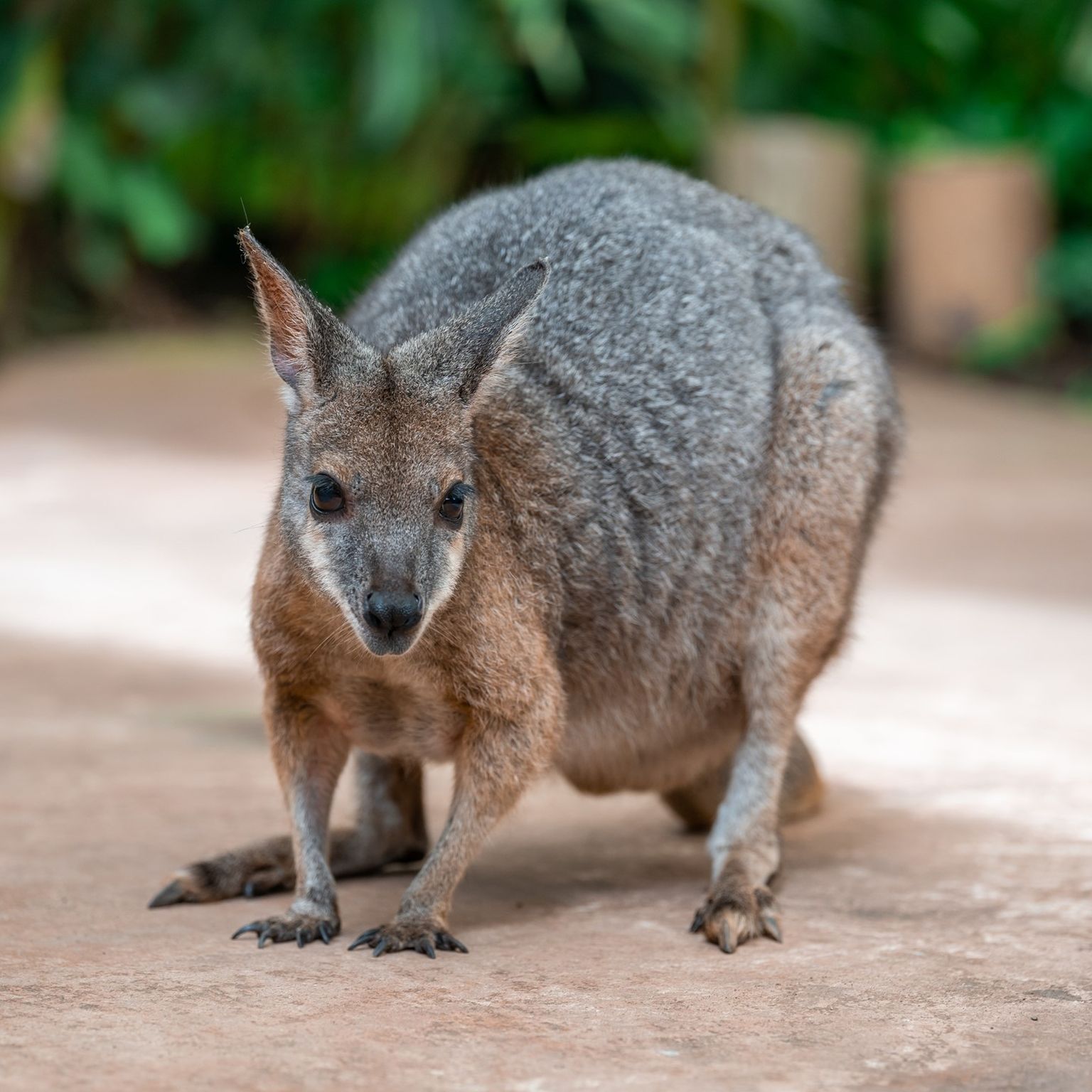 London Calling 2023: Unraveling chromosomal evolution in marsupials: comparative genomics and methylomics with telomere-to-telomere precision