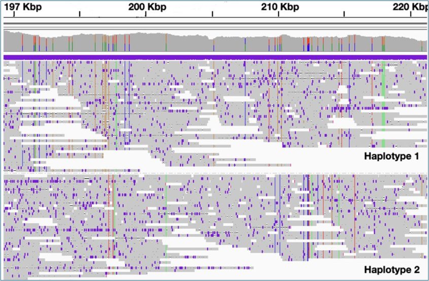 IGV screenshot of phased nanopore reads
