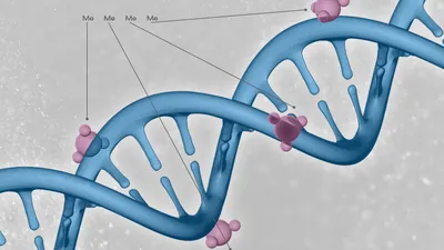 methylation of dna strand