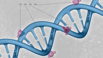 Detecting DNA cytosine methylation using nanopore sequencing