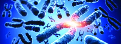 Chromosomes