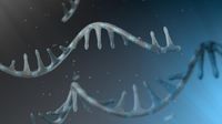 A systematic benchmark of nanopore long-read RNA sequencing for transcript-level analysis in human cell lines