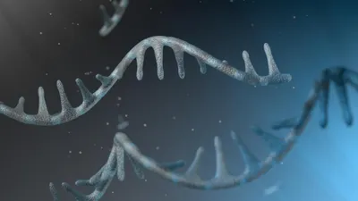 RNA strand