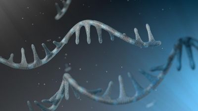 RNA strand