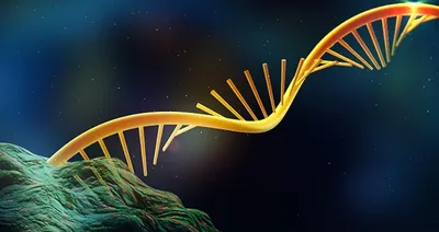 RNA strand