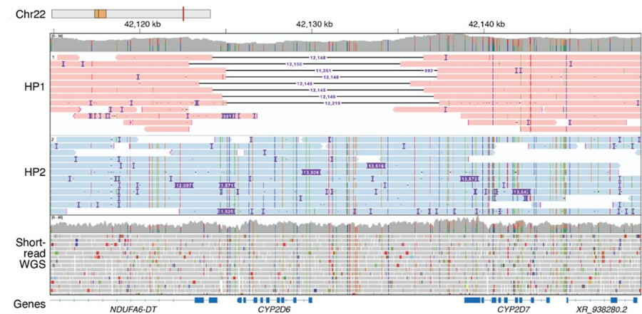 Figure 3. Phased IGV view of Oxford Nanopore data