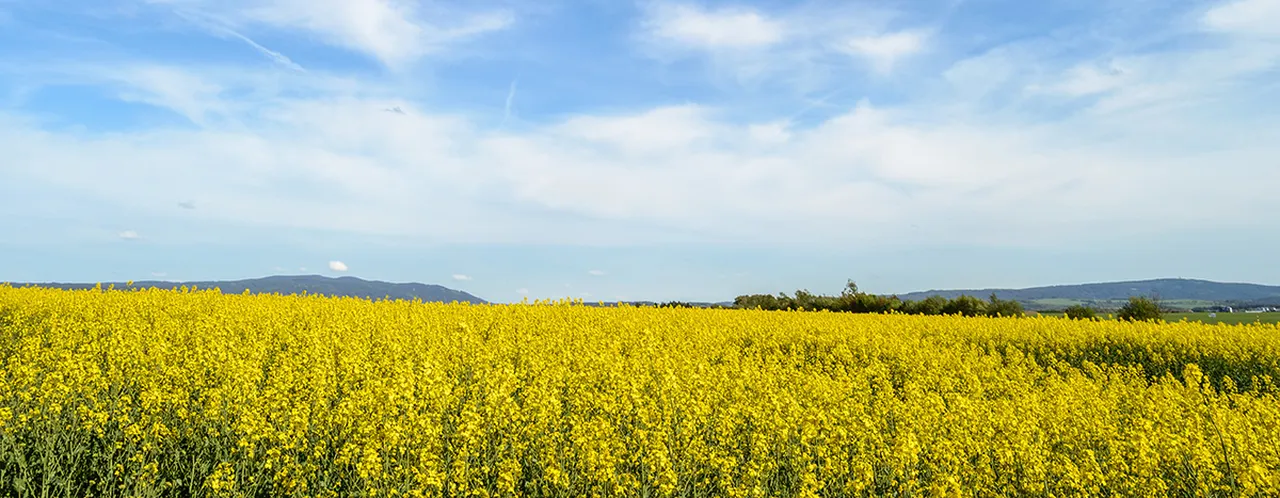 Blog: Long reads reveal small-scale structural variations in an allo-tetraploid crop plant