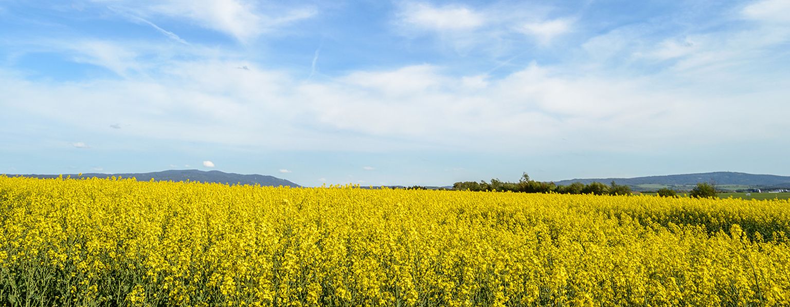 Blog: Long reads reveal small-scale structural variations in an allo-tetraploid crop plant