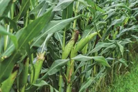 Case study: from seed to harvest — protecting food crops with a single platform