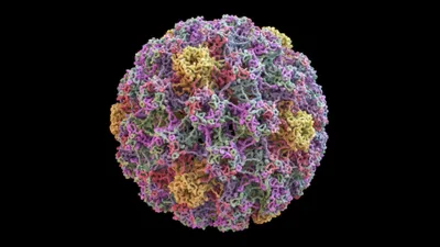 Intratumoural heterogeneity and clonal evolution induced by HPV integration