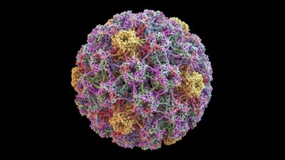 Intratumoural heterogeneity and clonal evolution induced by HPV integration
