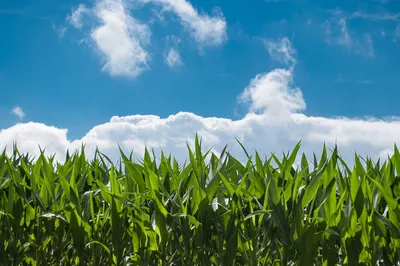 Maize field