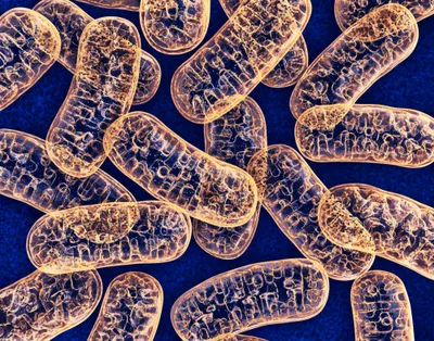 Genome skimming reveals a multipartite mitochondrial genome in the parasitic nematode *Dioctophyme renale*