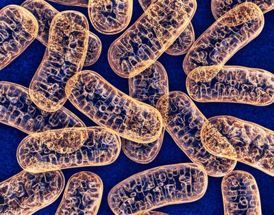 Mitochondria