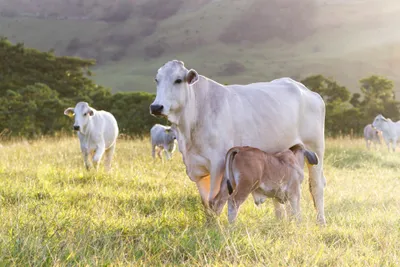 Assembling a T2T cattle genome with Oxford Nanopore reads 