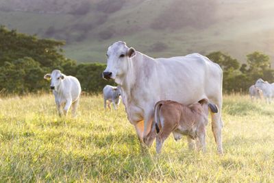 Assembling a T2T cattle genome with Oxford Nanopore reads 