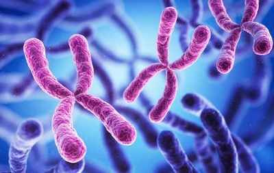 Pink chromosomes
