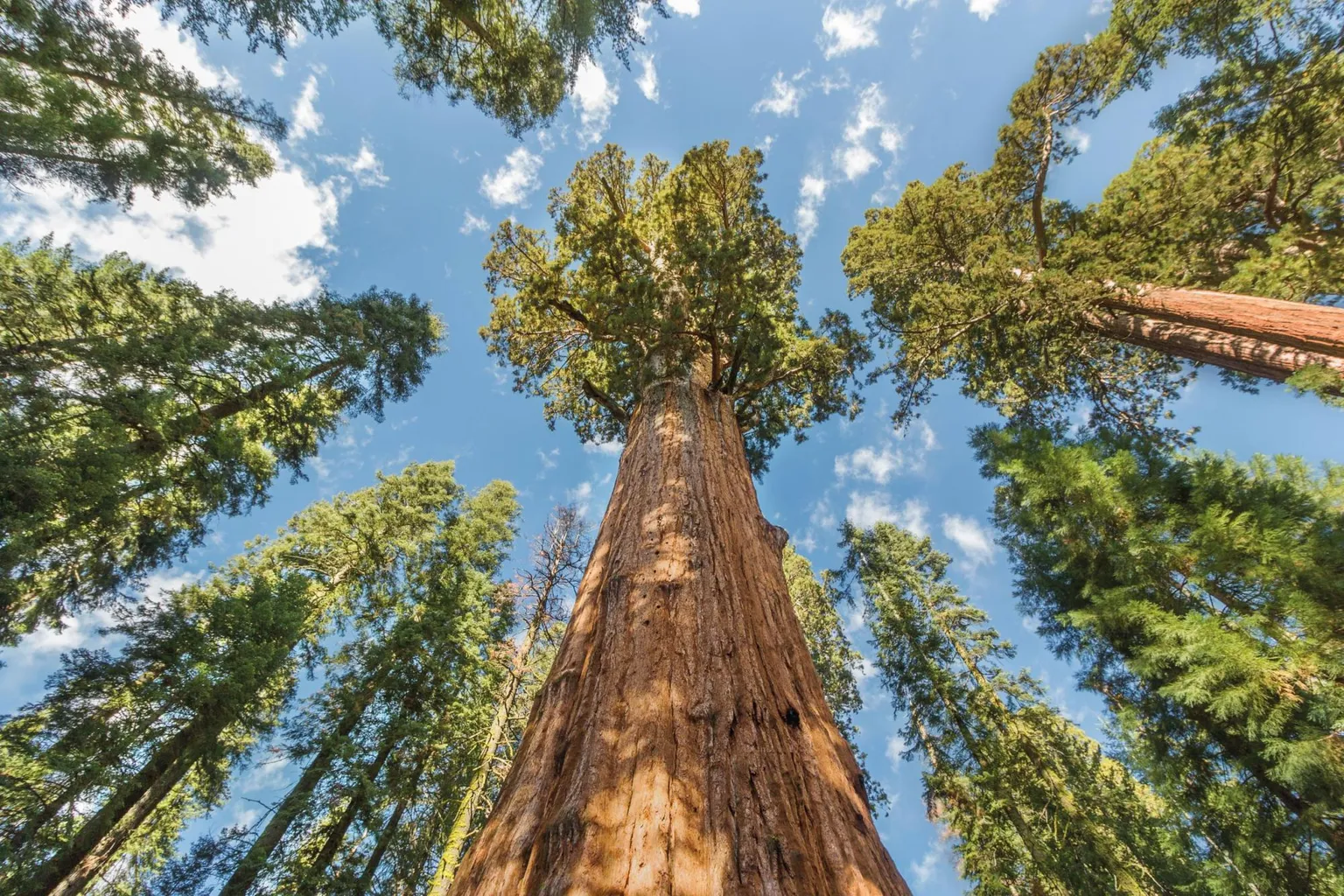 Giant sequoia trees viewed from below