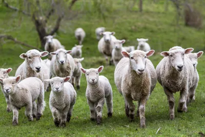 Impact of oestrus synchronisation devices on ewe vaginal microbiota and artificial insemination outcome