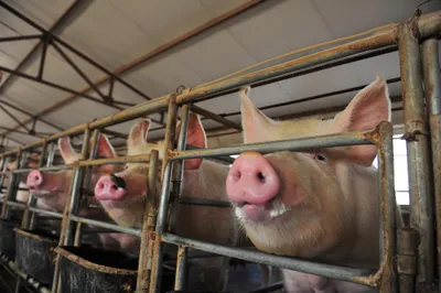 Three pigs inside a metal enclosure